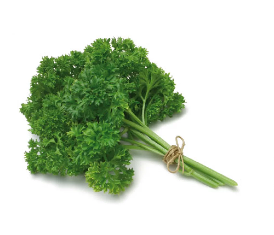 Persil Fris&eacute; ou Plat