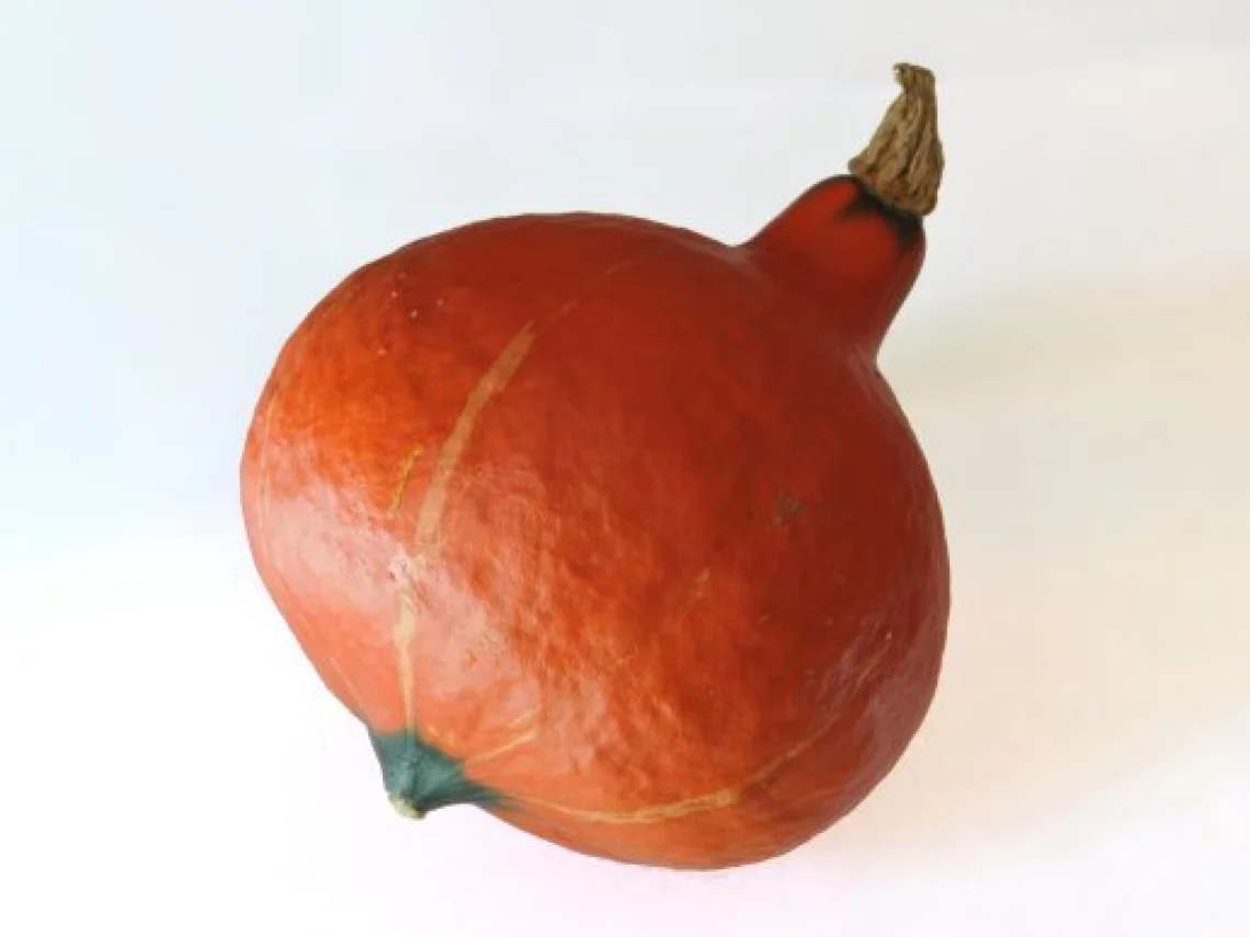 Courge Potimarron - KG