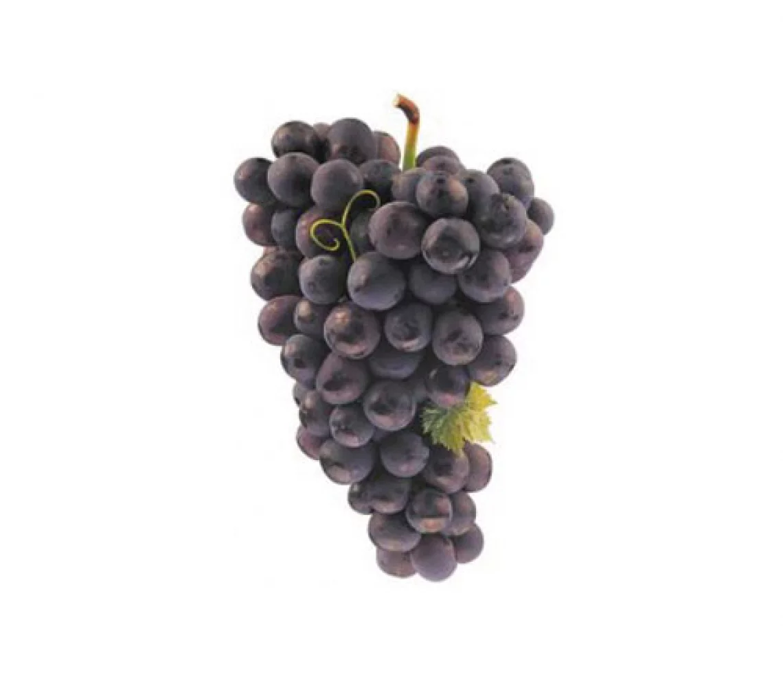 Raisin muscat - 1KG