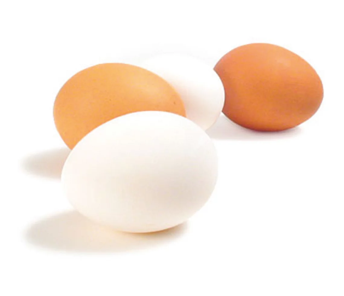 Oeufs Gros Les Ch'tites Poules